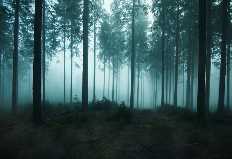 Enchanted Forest